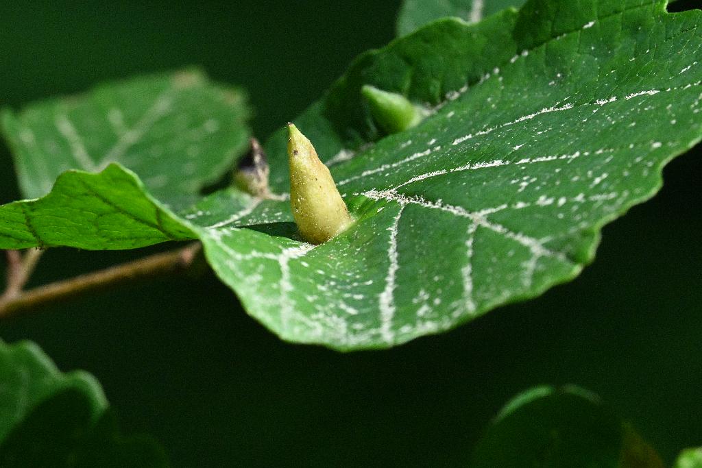 2025-07049376 Acton Arboretum, MA.JPG - Witch Hazel Wasp Gall. Acton Arboretum, MA, 7-4-2025